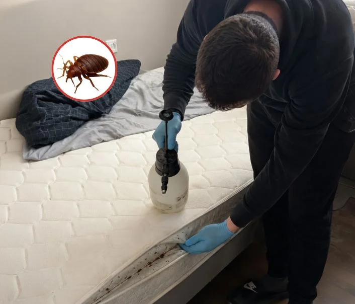 Technicien traitant un matelas contre les punaises de lit à Lévis-Saint-Nom